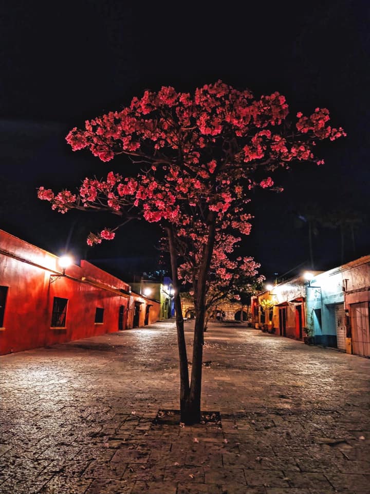 Oaxaca de noche